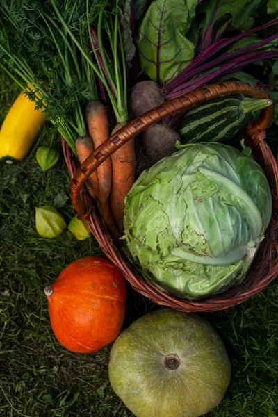 Coseche Verduras Frescas Una Canasta Jardín Día Soleado Comida Saludable — Foto de Stock