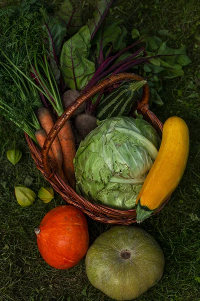 Coseche Verduras Frescas Una Canasta Jardín Día Soleado Comida Saludable — Foto de Stock