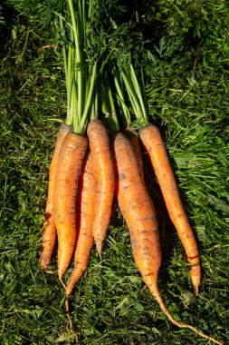 Çimlerin üzerinde taze taze havuç. Yeni hasat. Vitaminler ve sağlıklı yiyecekler. Dikey.