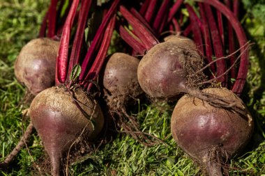 Fresh beets with tops on the grass. Vitamins and healthy food. Close-up.