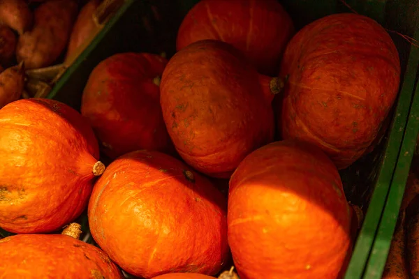 Zucche Arancioni Brillanti Una Scatola Mercato Stagione Della Vendemmia — Foto Stock