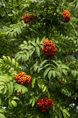 Güneşli bir günde ağaçta böğürtlen. Doğadan gelen vitaminler. Dikey.