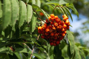 Güneşli bir günde ağaçta parlak yaban mersinli fırça. Doğadan gelen vitaminler. Yakın plan..