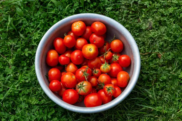 Tomat Matang Juicy Dalam Mangkuk Taman Rumput Musim Panen Baru — Stok Foto