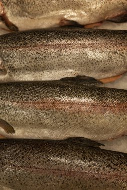 Buzda taze çiğ balık. Sağlıklı diyet yemekleri. Üst Manzara. Yakın plan. Dikey.