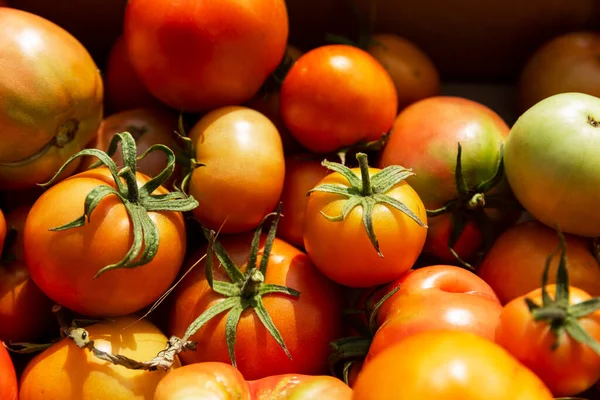 Tomat Dari Kematangan Yang Berbeda Dalam Kotak Pada Hari Musim — Stok Foto