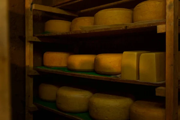 Large yellow heads of cheese on wooden shelves in a dark storage.