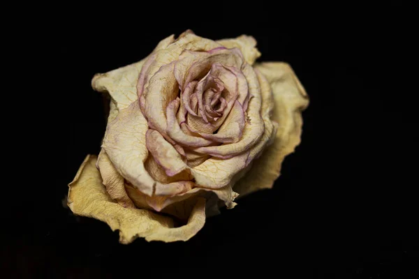 干燥的玫瑰芽在黑色的背景上 死亡和时间 后续行动 — 图库照片