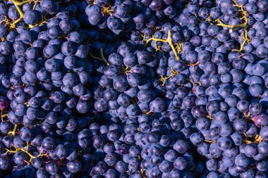 Mavi üzümlerin seçici odak noktası. Taze üzümler. Sağlıklı gıda geçmişi. Vejetaryen yemek geçmişi. Üzüm arka planı. Sıcak yiyecekler..