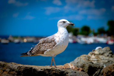 Deniz kenarındaki kayanın üzerindeki bir martı. Arka planda deniz manzarası. Bir martının seçici odağı.