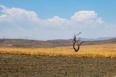 Sarı buğday tarlasında ölü bir ağaç. Tarım alanları. Yalnızlık arkaplan fotoğrafı. 