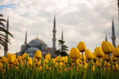 Sarı laleler ve Sultanahmet Camii nam-ı diğer İstanbul 'daki Mavi Cami. İstanbul 'da bahar. İstanbul arka plan fotoğrafı. İstanbul 'a git. Ramazan, iftar, kandil, kadir gecesi (laylat al-qadr), İslami yeni yıl, Kurban Bayramı arkaplan fotoğrafı.