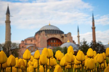 Ayasofya ve Sarı laleler. İstanbul arka plan fotoğrafı. İstanbul 'a git. Bahar çiçeği. İstanbul lale festivali.