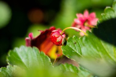 Yaprağın üzerinde küçük şirin bir çilek.