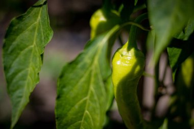 Odaktaki dala bir biber.