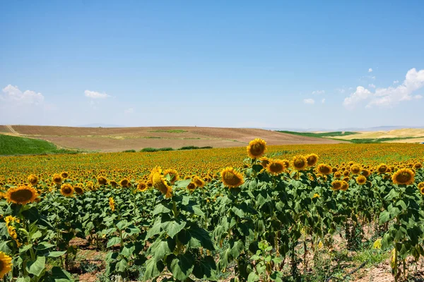 Sunflower field in summer. Agricultural fields at summer. Sunflower background photo. Industrial agricultural fields.