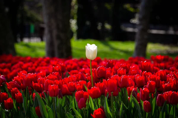 Eine Weiße Tulpe Roten Tulpen Park Anderes Thema Hintergrundbild Diversität — Stockfoto