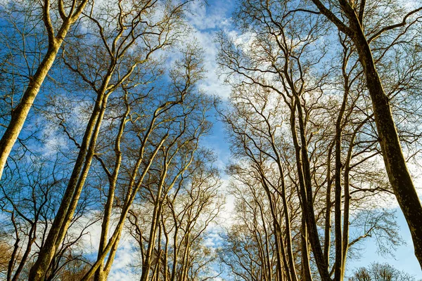 Trees with no leaves in winter in a park. Trees from below in the park. Cloudy sky on the backgrorund. Park background photo.