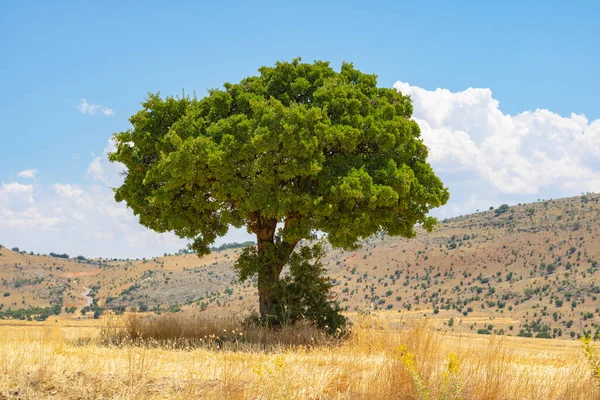 Beautiful Shot Old Green Tree Hills Agricultural Landscape — Stockfoto