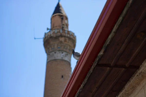 Minarete Una Paloma Techo Gran Mezquita Sivas Alias Sivas Ulucami —  Fotos de Stock