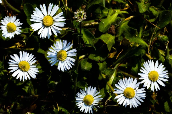 Százszorszépek Fentről Földön Daisy Háttér Tavaszi Virágzás — Stock Fotó
