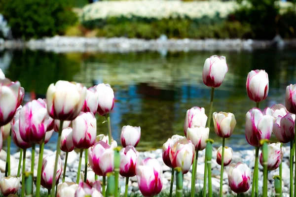 Розовые Белые Тюльпаны Парке Заднем Плане Пруд Весенний Цветочный Фон — стоковое фото