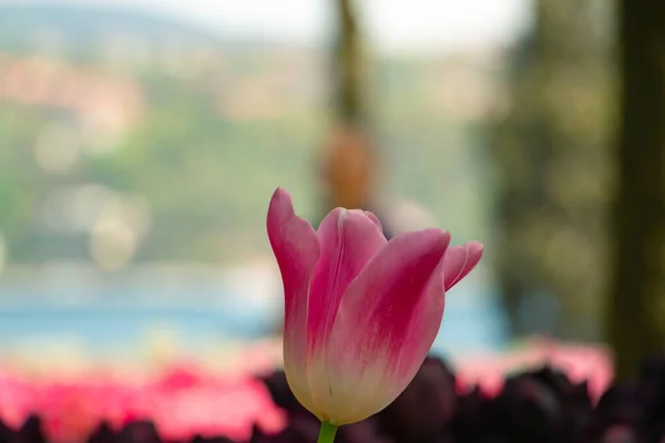 Tulipe Rose Évidence Des Tulipes Dans Parc Tulipe Photo Fond — Photo