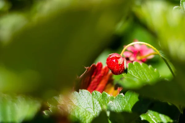 Μια Γλυκιά Φράουλα Στο Φύλλο Στο Επίκεντρο — Φωτογραφία Αρχείου