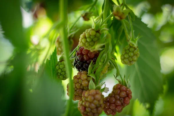 Raspberry Pada Cabang Dalam Fokus — Stok Foto