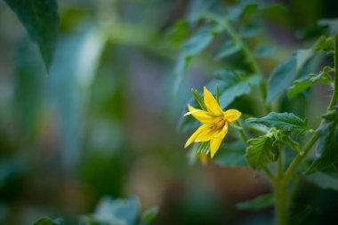 Odaklanan dalda domates çiçeği