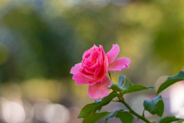 Odaklanmış pembe bir gül