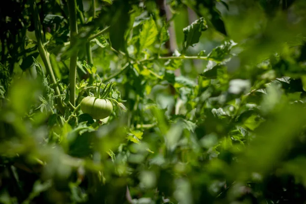 Grüne Tomate Auf Dem Ast — Stockfoto
