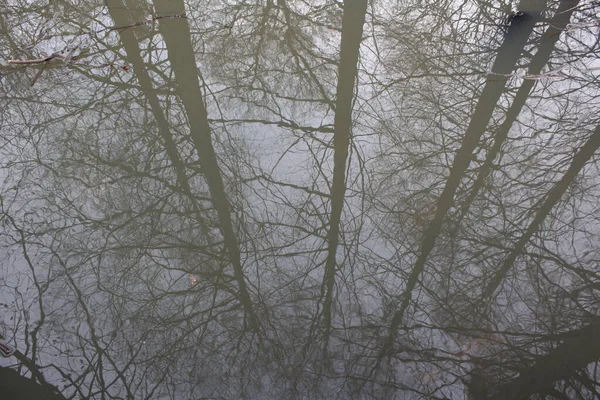 Réflexions Des Arbres Sur Lac — Photo