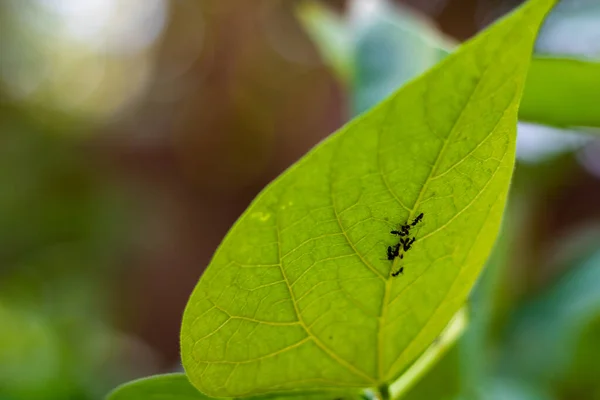 Formigas Folha Verde Foco — Fotografia de Stock