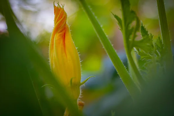 squash blossoms in focus