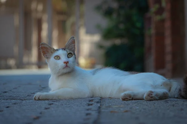 Gatto Randagio Sdraiato Strada — Foto Stock