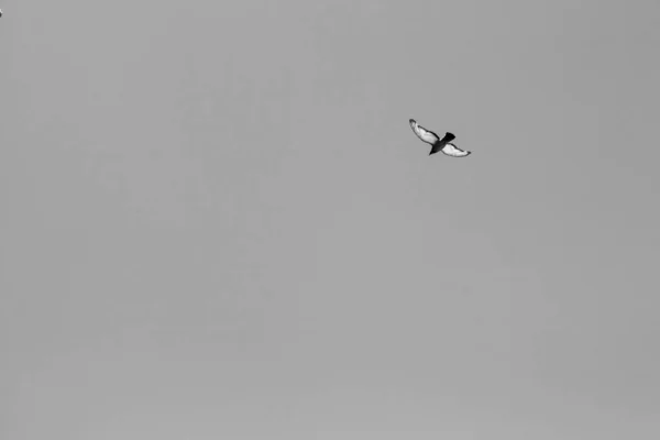 Svart Och Vitt Foto Den Ensamma Fågeln Himlen — Stockfoto