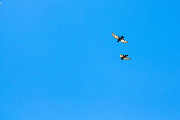 Two Bird Clear Blue Sky — Stock Photo, Image