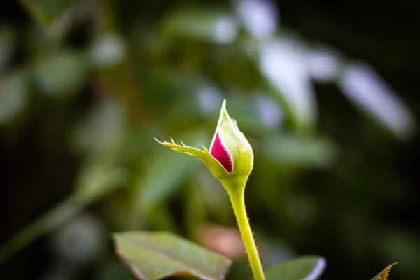 Rose Bud Parc Focalizare — Fotografie, imagine de stoc