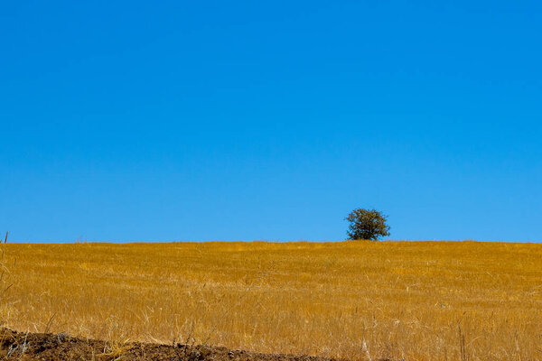A lonely tree in the steppe