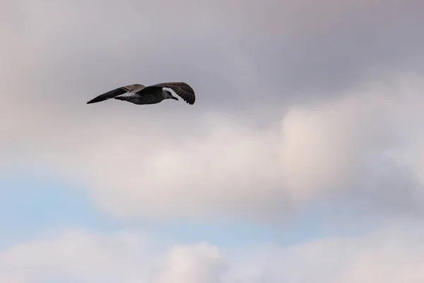Seagull Cloudy Sky — Stock Photo, Image