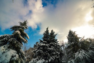 Kışın aşağıdan gelen karlı ağaçlar. Kış fotoğrafı. Karla kaplı ağaçlar. Ormanda kış. Kış teması. Kar arkaplan fotoğrafı. 