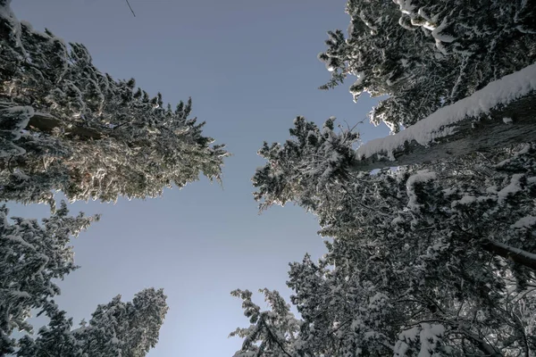 Sneeuwbomen Van Onderen Winter Winter Achtergrond Foto Met Sneeuw Bedekte — Stockfoto