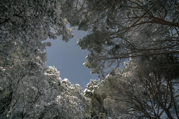 冬に下から雪の木 冬の背景写真 雪に覆われた木 森の中の冬 冬のテーマ 雪の背景写真 — ストック写真