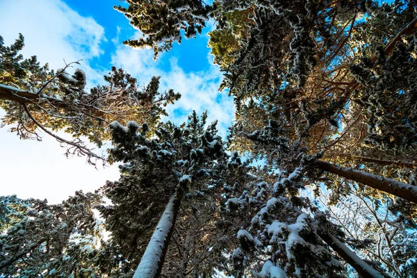 Kışın Aşağıdan Gelen Karlı Ağaçlar Kış Fotoğrafı Karla Kaplı Ağaçlar — Stok fotoğraf