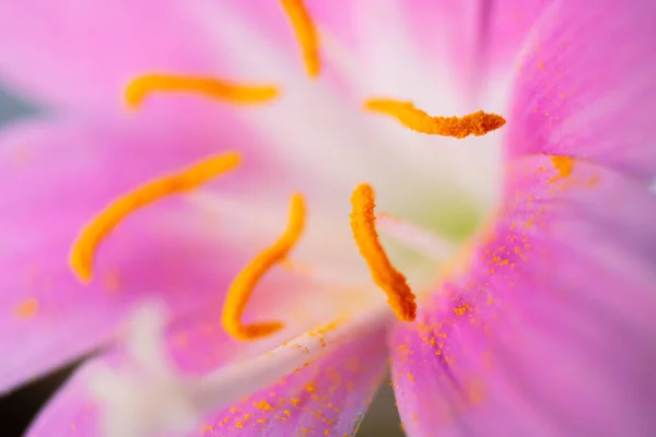 Macrofoto Dos Estigmas Pólen Flor Rosa Estigmas Uma Flor Rosa — Fotografia de Stock