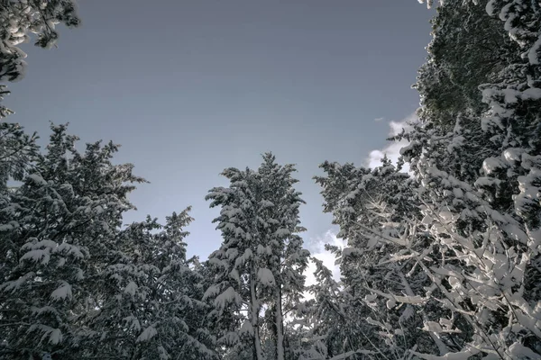Aşağıdan Karlı Çam Ağaçları Ormanda Kış Kış Fotoğrafı Karlı Ağaçlarla — Stok fotoğraf