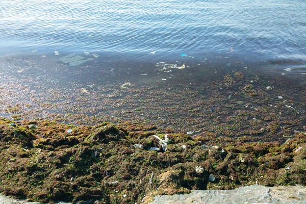 Забруднення Моря Забруднене Море Скелі Біля Моря Забруднена Морська Поверхня — стокове фото