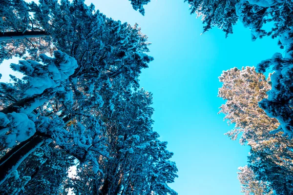 Aşağıdan Karlı Çam Ağaçları Ormanda Kış Kış Fotoğrafı Karlı Ağaçlarla — Stok fotoğraf