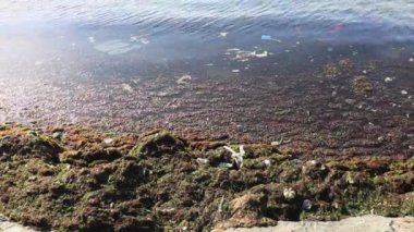 Kirli deniz yüzeyi ve dalgalar